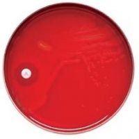 BD Taxo P Discs for Differentiation of Pneumococci, BD Diagnostic Systems 231554
