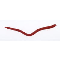 Berkley Gulp! Saltwater Extruded Bloodworm Soft Bait