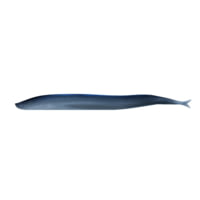 Berkley Gulp! Saltwater Sand Eel Soft Bait