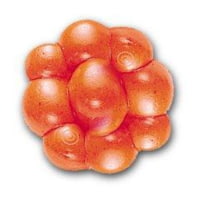 Berkley PowerBait Trout/Steelhead Egg Clusters Soft Bait