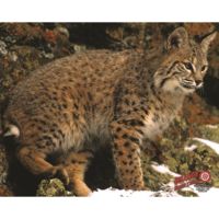 DuraMesh Archery Target Bobcat