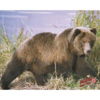 DuraMesh Archery Target Grizzly Bear
