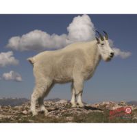 DuraMesh Archery Target Mountain Goat