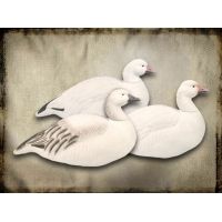 Final Approach Last Pass 12 Pack Snow or Blue Goose, Shells Upright or Feeder