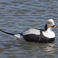 Greenhead Gear Commercial Grade Long-Tailed Ducks