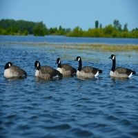 Greenhead Gear FFD Elite Honker Floaters Decoy