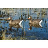 Greenhead Gear Pro-Grade Specklebelly Floaters Decoy