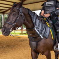 Haven Gear Riot Protection Horse Collar
