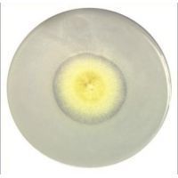 Himedia Laboratories Pikovskayas Agar 500g M520-500G