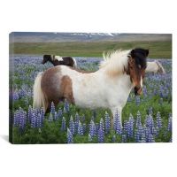 iCanvas Icelandic Horses In A Meadow Of Nootka Lupines, Varmahlid, Skagafjordur, Nordurland Vestra, Iceland by Gareth McCormack Canvas Print