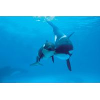 iCanvas Orca Mother And Newborn Baby, Sea World, Kamogawa, Japan by Hiroya Minakuchi - Canvas Print