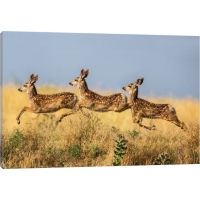 iCanvas verdon Canvas Print