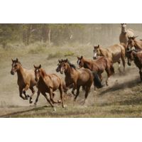 iCanvas Western Ranch Wild Mustangs Canvas Print