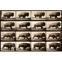 iCanvas Buffalo RunningAnimal Locomotion Plate 700 Canvas Print