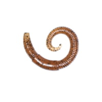 Lunkerhunt River Worm Worm