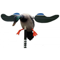 Name