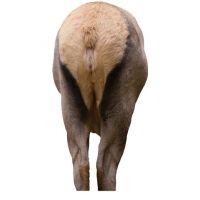 Montana Decoy Co. Elk Rump Decoy