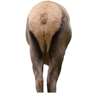 Name