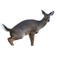 Montana Decoy Co. Estrus Betty Deer Decoy