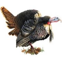 River's Edge Magnetic Art Panel "strutting Turkey" 11"x9"