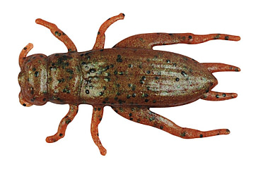 Image of Berkley Gulp! Alive! Cricket, 1in. Bait, Breen, 1203213