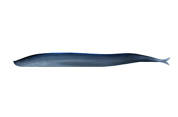 Image of Berkley Gulp! Saltwater Sand Eel Soft Bait, 5in, Silver Mud, 1121693