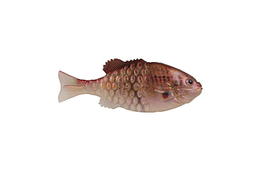 Image of Berkley PowerBait Saltwater Gilly Soft Bait, HD Croaker, 110, 1573102