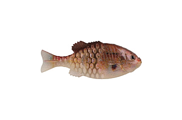 Image of Berkley PowerBait Saltwater Gilly Soft Bait, HD Croaker, 130, 1573106