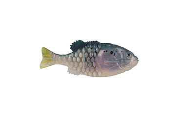 Image of Berkley PowerBait Saltwater Gilly Soft Bait, HD Menhaden, 130, 1573104
