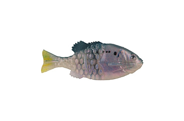 Image of Berkley PowerBait Saltwater Gilly Soft Bait, HD Menhaden, 90, 1573096