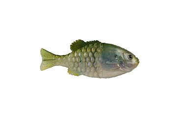 Image of Berkley PowerBait Saltwater Gilly Soft Bait, HD Pilchard, 130, 1573103