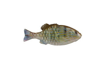 Image of Berkley PowerBait Saltwater Gilly Soft Bait, Pinfish, 110, 1573101