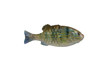 Image of Berkley PowerBait Saltwater Gilly Soft Bait, Pinfish, 130, 1573105