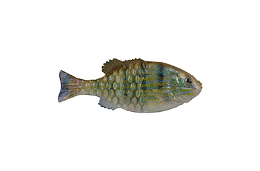 Image of Berkley PowerBait Saltwater Gilly Soft Bait, Pinfish, 90, 1573097
