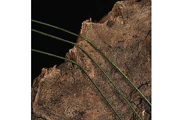 Image of Kast King 13X Finesse Braided Fishing Line, Chartreuse, 12 lb/150 yd, KKLIBRDKP13XF150YCT1