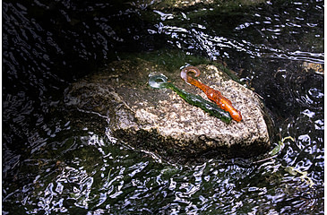 Image of Lunkerhunt Descend Salamander Bait Soft Bait, 6, 5in, Newt, SLMNDR1