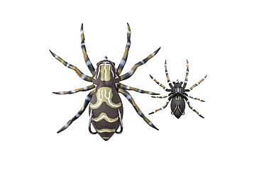 Image of Lunkerhunt Phantom Spider Bait Topwater, 1, 2.25in, Dock, LSPIDER02