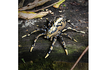 Image of Lunkerhunt Phantom Spider Bait Topwater, 1, 2in, Fang, SPIDER07