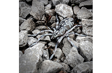 Image of Lunkerhunt Phantom Spider Bait Topwater, 1, 2in, Huntsman, SPIDER08