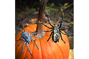 Image of Lunkerhunt Phantom Spider Bait Topwater, 1, 2in, Huntsman, SPIDER08