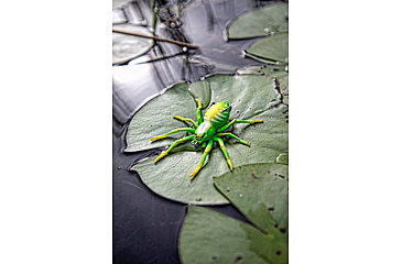 Image of Lunkerhunt Phantom Spider Bait Topwater, 1, 2in, Leaf, SPIDER03