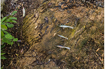 Image of Lunkerhunt Straight Up Bait, Chum, 1/2 oz, SUPH10