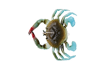 Image of Savage Gear Toughtec Crab Soft Bait, Pack of 1, 0.75in, Blue Crab, 1586642