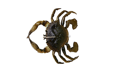 Image of Savage Gear Toughtec Crab Soft Bait, Pack of 1, 0.75in, Green Crab, 1586646