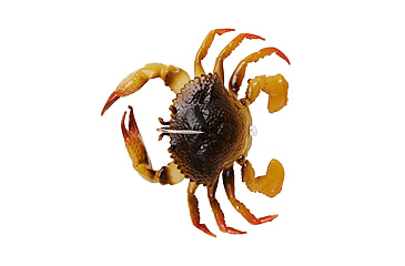 Image of Savage Gear Toughtec Crab Soft Bait, Pack of 1, 0.75in, Light Brown Olive, 1586643