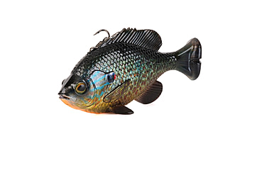 Image of Savage Gear Pulse Tail Bluegill Line Thru Soft Bait