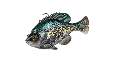 Image of Savage Gear Pulse Tail Bluegill Line Thru Soft Bait