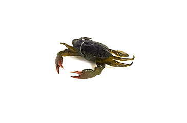 Image of Savage Gear Toughtec Crab Soft Bait