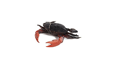 Image of Savage Gear Toughtec Crab Soft Bait