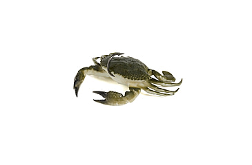 Image of Savage Gear Toughtec Crab Soft Bait